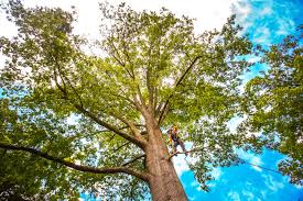 Best Tree Maintenance Programs  in Tyler, TX