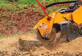 Best Tree Removal  in Tyler, TX