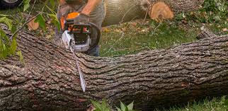 Best Tree Disease Treatment  in Tyler, TX