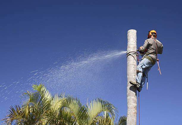 Best Commercial Tree Services  in Tyler, TX