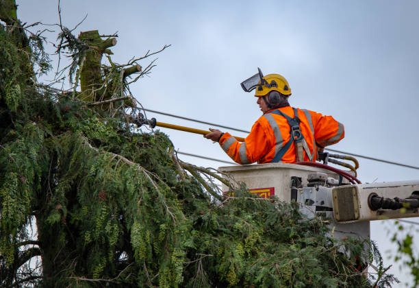 Best Tree and Shrub Care  in Tyler, TX
