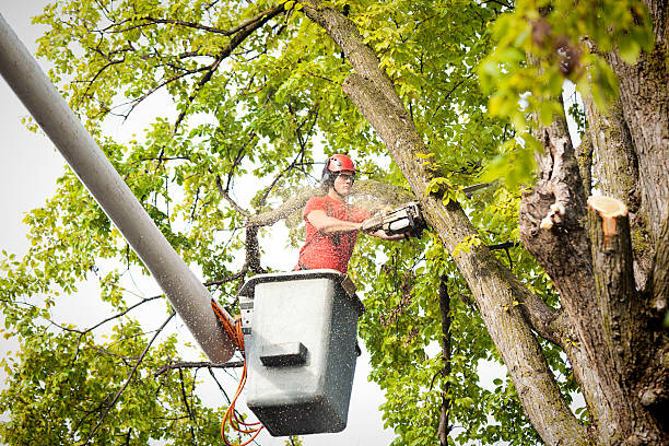  Tyler, TX Tree Care Pros