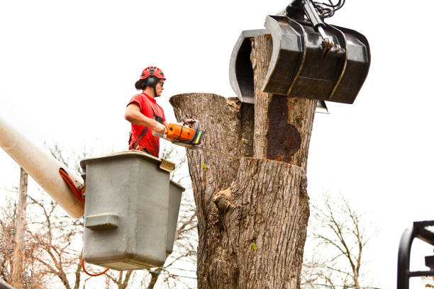 Best Leaf Removal  in Tyler, TX